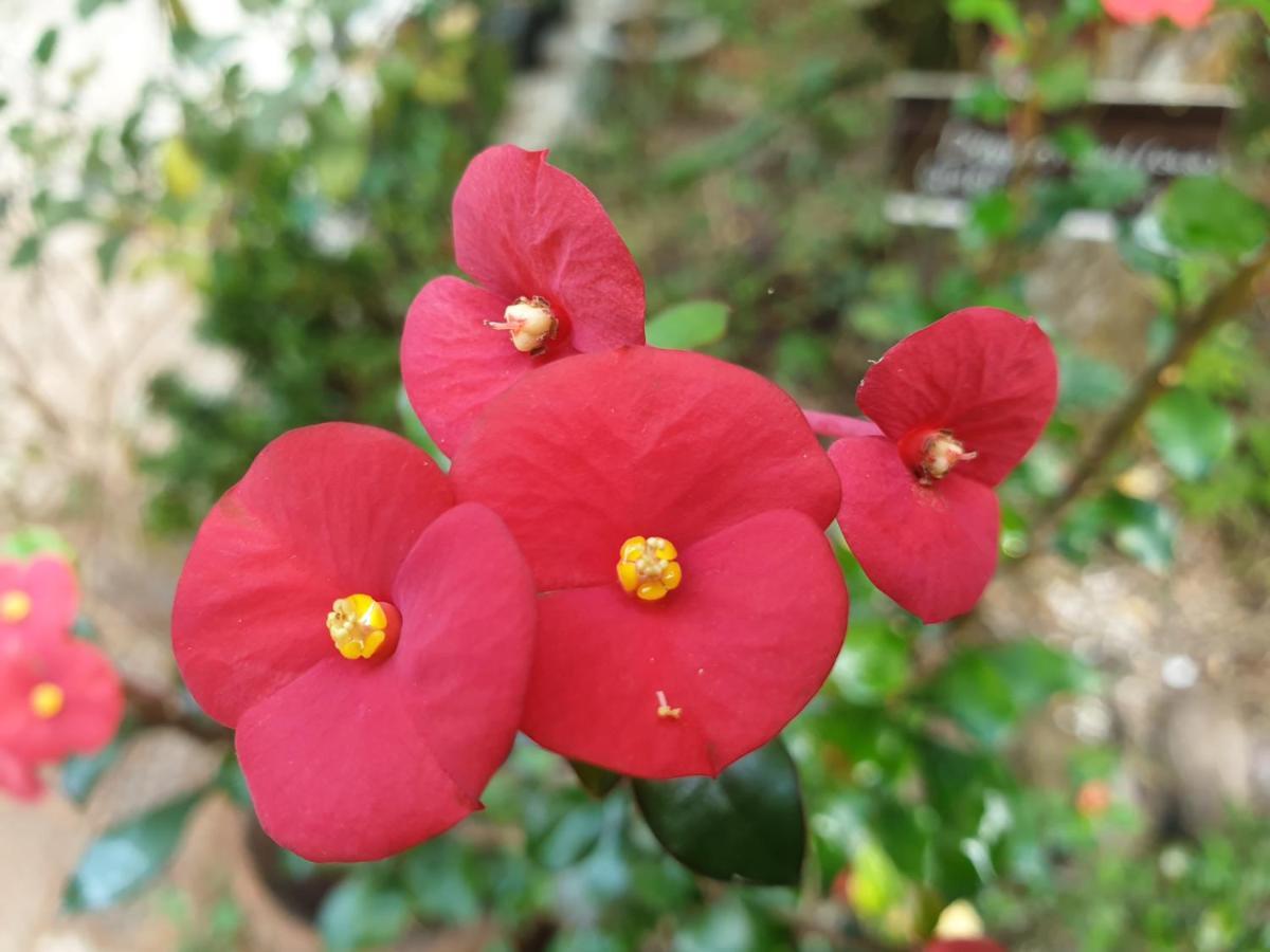 Amritham Holidays Homestay Trivandrum 特里凡得琅 外观 照片